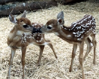 I <3 Deer I (Int.)