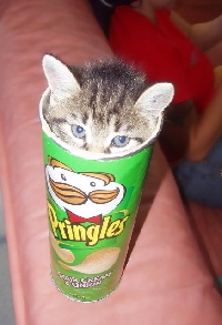 USA Halloween Candy Decorated Pringles Can Swap 