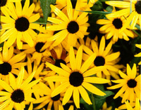 State, County or National Flowers Postcard