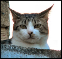 CATS Matchbox  =International=