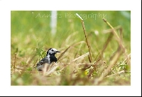 <3 BIRDIE ATC <3