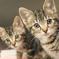 Cats & Kittens Deco 