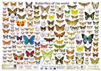 Butterfly ATC