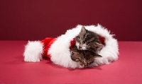 ★Make a Wish★ Christmas Card