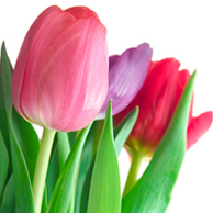 A Spring in Your Step Swap - US ONLY