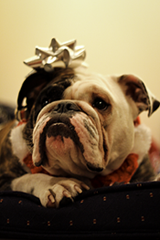 Dog Breeds A-Z: #2 B