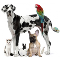 My Pet - ATC