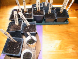 Seed Packet Swap