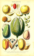 Botanical Art ATC #1