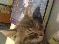 Letter from your pet's POV