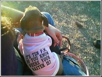 **SPOIL MY LIL' POOCH**