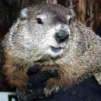 Groundhog Day Cards