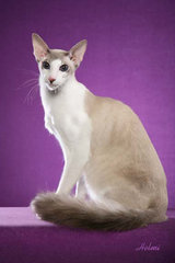 Cat Breeds A-Z: #2 B