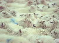 Sheep Post Card 