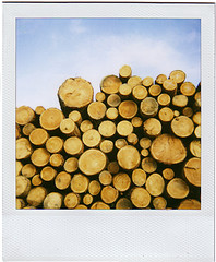 Polaroid + Story/Poem swap!