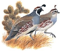 Animals a-z: Q