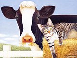 Cow or Horse Postcard