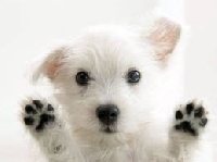ATC My Lovely Puppy