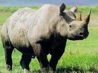 Animals a-z: R