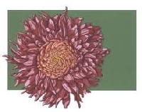 ATC Flower Series #11:  Mums