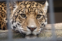 Cat Postcard #1