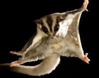 Animals a-z: S