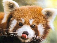 ♥Cute Animal Profile Comment Swap♥