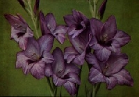 August Flower of the Month Fat Quarter
