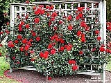 Let's Talk Garden!