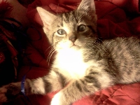 Cat Breeds A-Z: #7 Make-Up