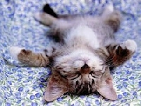 Funny animal postcard