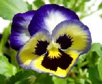 ATC Flower Series #13:  Pansy