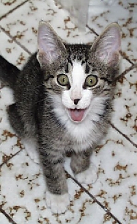Cat ATC