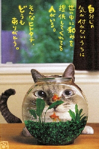 Cutest Darn Kitty Post Card Swap