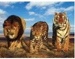 BIG CAT POSTCARD SWAP #2