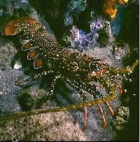 Illustrated Ocean ATC: Lobster
