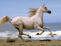 Horse Postcard Swap 