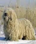 ATC Dog Breeds A to Z:  K