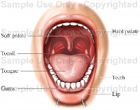 RSC: Anatomy