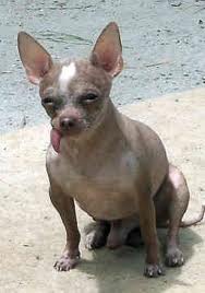 ATC Dog Breeds A to Z:  M