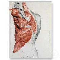 Anatomy Postcard PC QUICK Swap