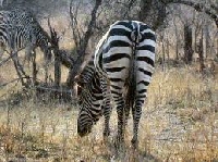 Animals a-z: Z (the end!)
