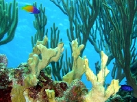 Under The Sea - ATC !
