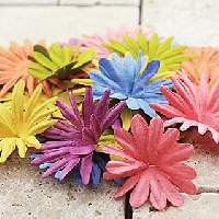 Prima Flowers