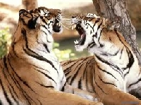 Wild Animal Postcard 