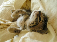 email- my favorite cats photos
