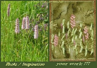ATC Inspired by Nature