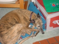 GREYHOUND ATC