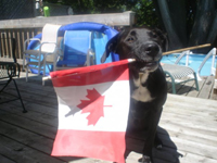 Canada Day Mix CD Swap