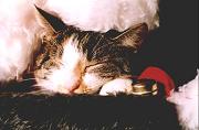 Look this is my pet.